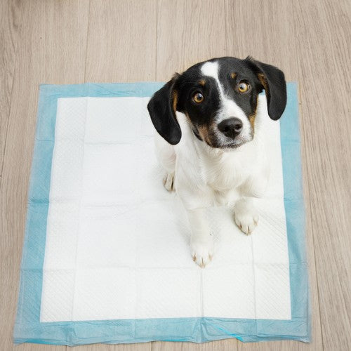 Higieninis įklotas vienkartinės palutės šunims 60x60cm 100 vnt. - gaukdaugiau.lt