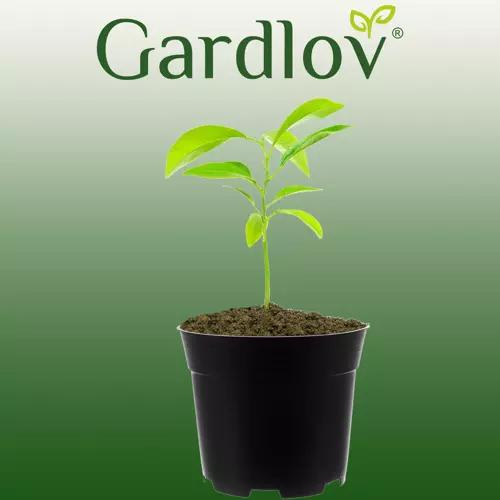Gamybos puodas - rinkinys 500vnt. - gaukdaugiau.lt