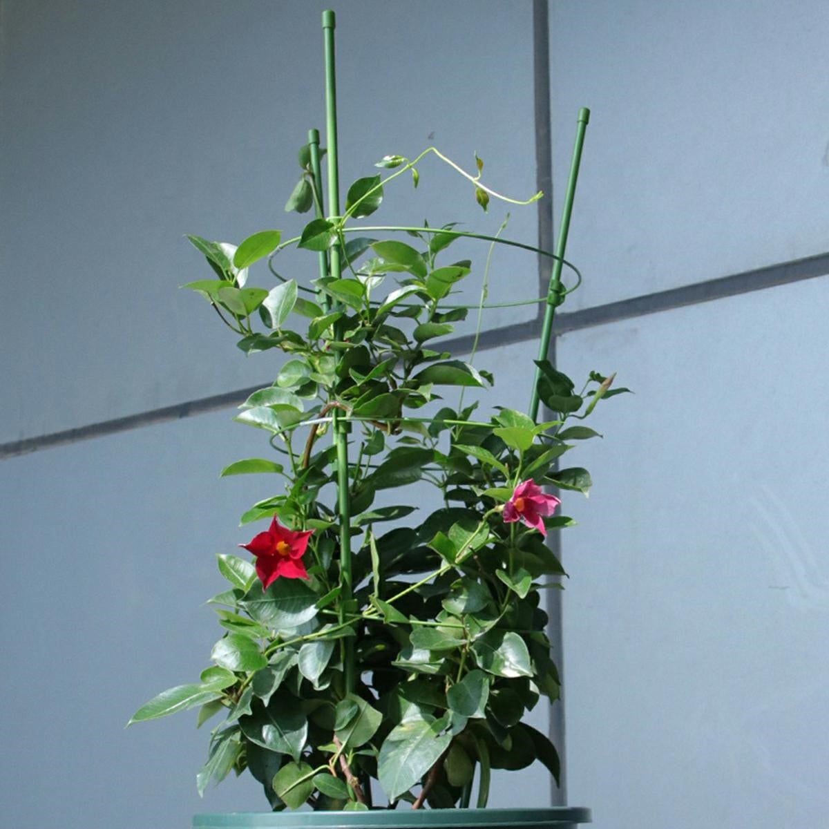 Metinė Pagalba 60Cm Augalų Su Žiedais Palaikymui - gaukdaugiau.lt